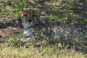 Cheetah Conservation Fund