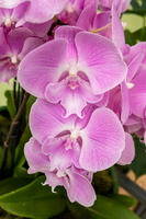Orchidées du Keukenhof