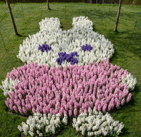 Hyacinths at Keukenhof