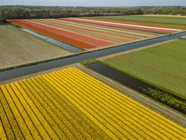 Fields of tulips