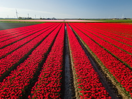 Flevoland, terre de tulipes et d'éoliennes