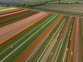 Flevoland, tulips & wind farms