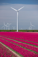 Flevoland, terre de tulipes et d'éoliennes