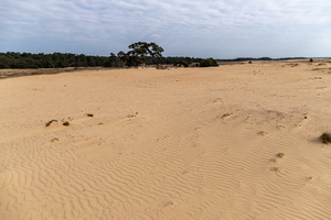 de Hoge Veluwe - Dunes