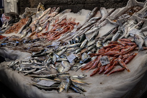 Catania - Fish market